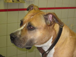 Kaya,am.stafford,is al 5jr patient. Elke maand krijgt ze acupunctuur en daar doet ze het heel goed op!